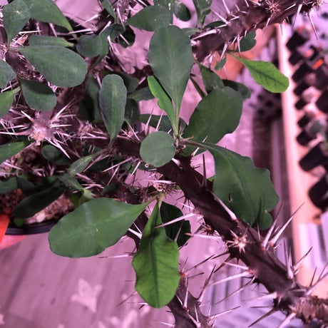 euphorbia    milii《L size》