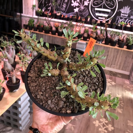 sarcocaulon patersonii《 L size》※今や希少且つ今後輸入厳しい南アフリカ物‼︎gapあるピンク花大輪を咲かす冬型人気者‼︎良枝振り樹形※浅鉢植え
