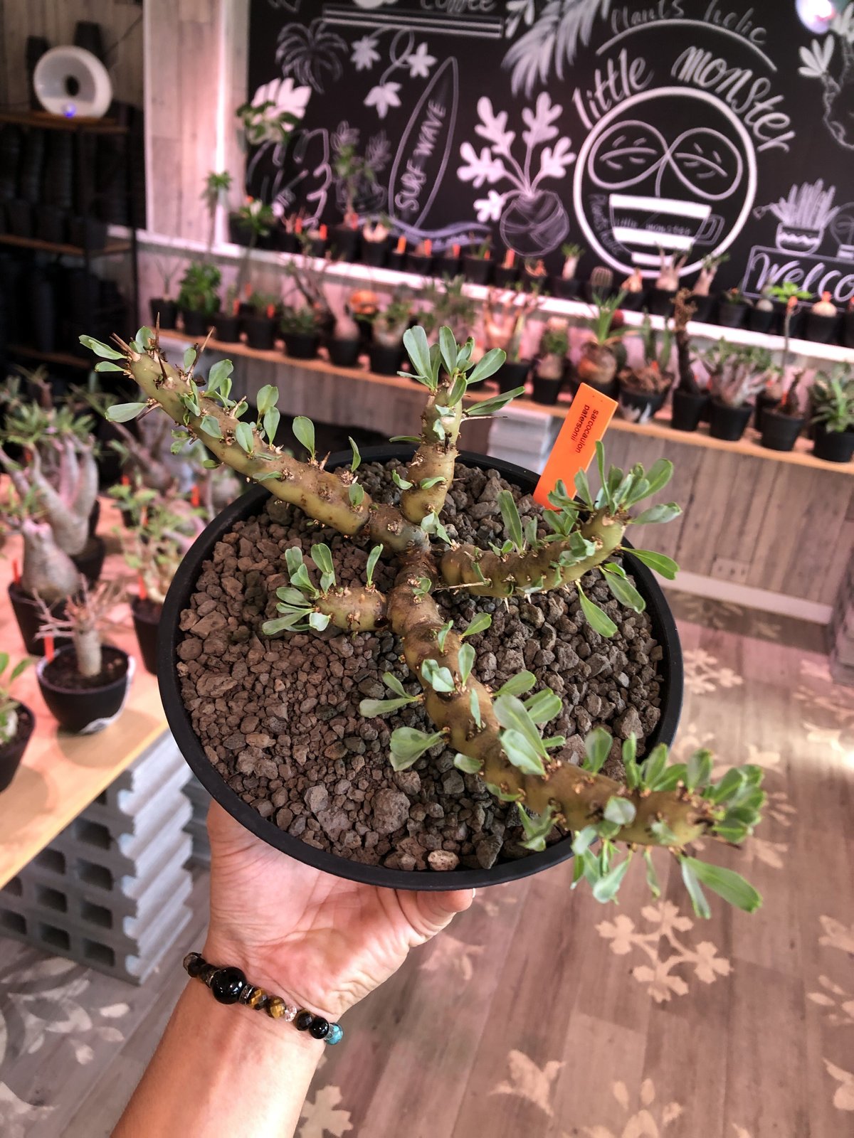 sarcocaulon patersonii《 L size》※今や希少且つ今後輸入厳しい