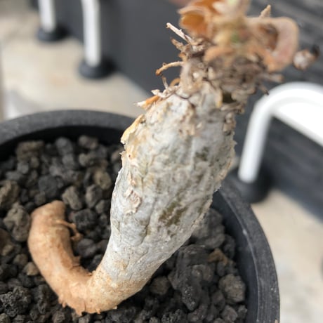 sesamothamnus rivae《大きめS size》※現地球株発根済※小振り現地球株は逆に珍しく白く美しくも味深き表皮のメクれが堪らない一株※black pot植え