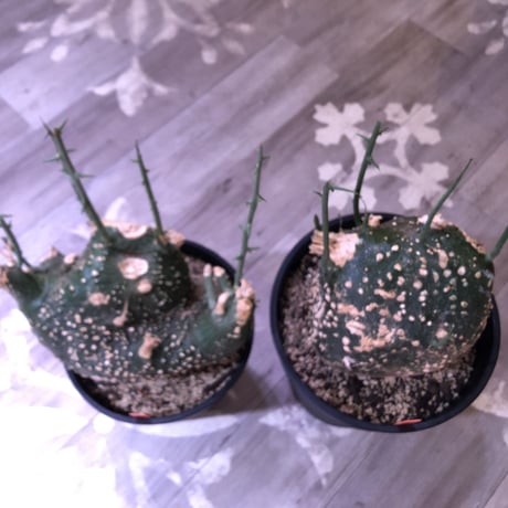 adenia   globosa《L L size》