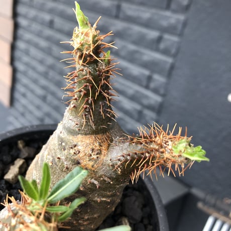 pachypodium  gracilius《M size》希少‼︎ニ頭枝w-he'd＆極green肌株※現地球発根後店主国内管理2年株※極green肌良樹形双頭株※mad black pot植え