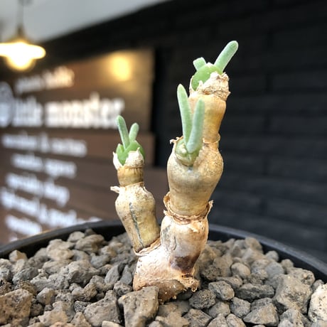 monilaria  pisiformis《大きめS size》※現地球発根後店主国内管理3年株※モニラリア属（激希少最上位種）冬型caudex※mad black bowl pot植え