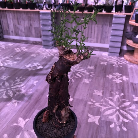 mestoklema   tuberosum《L  size》※冬季も成長開花する潅木‼︎肌質、表皮、color出で立ちヤバい一株‼︎※mad black pot植え