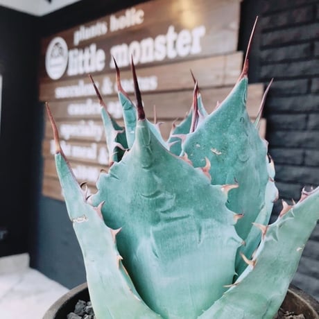 agave     parrasana   globe《M size》