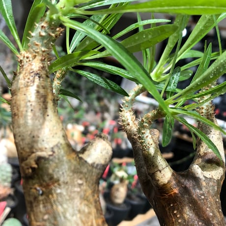 pachypodium inopinatum《L size》※現地球株発根済※斜面に自生のため好きな方には刺さる捻くれバランスの可愛さと良枝振りな一株※black bowl pot植え