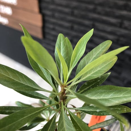 fouquieria  purpusii《小さめM size》希少種※現地球発根済株※株元の成長に期待を持てるバランス良き美株‼︎特化した美しい柄が魅力‼︎※mad black pot植え