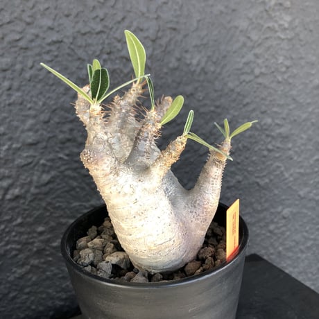 packypodium  roslatum var.cactipes《M  size》
