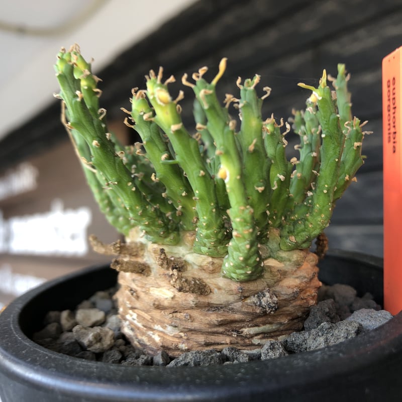 euphorbia gorgonis《L size》※現地球発根後店主国内管理3年株