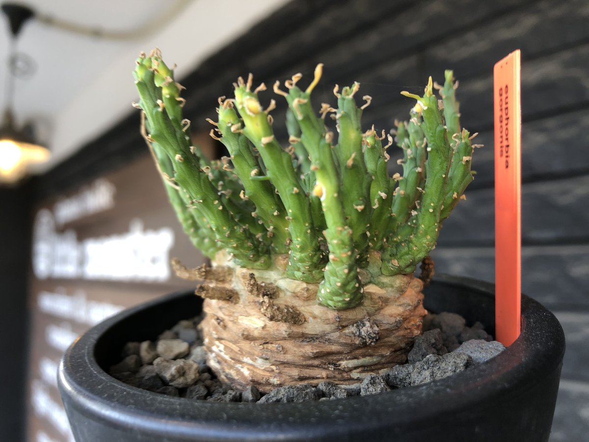 euphorbia gorgonis《L size》※現地球発根後店主国内管理3年株※人気🐙タ