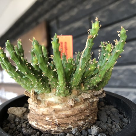 euphorbia gorgonis《L size》※現地球発根後店主国内管理3年株※人気🐙タコもの‼︎美多肉質葉&木質wild塊根の二面性が魅力※mad  black  pot植え