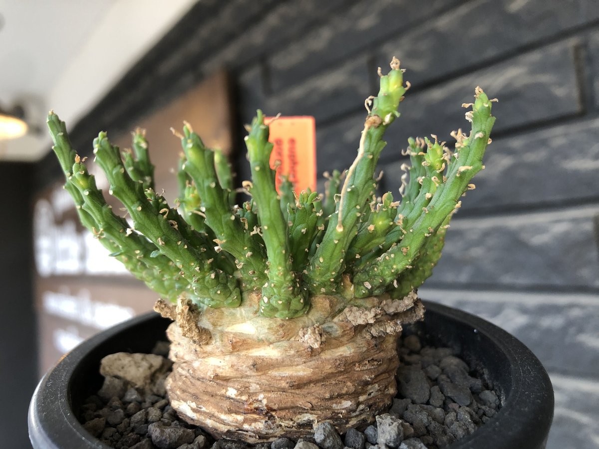 巨大 希少 ユーフォルビア エスクレンタ Euphorbia タコモノ 選抜株 巨大 希少 ユーフォルビア エスクレンタ Euphorbia タコモノ