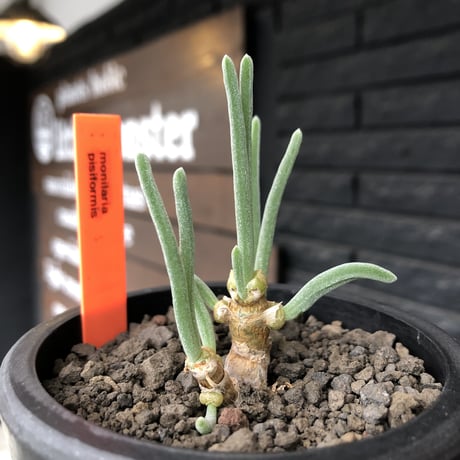 monilaria  pisiformis《大きめS size》※現地球発根後店主国内管理3年株※モニラリア属（激希少最上位種）冬型caudex※mad black pot植え