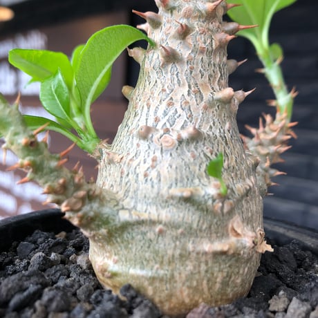 pachypodium windsorii《M size》※選抜littmon seed🌱※weight低き極めてぼってり株元&良枝振樹形※black pot植え
