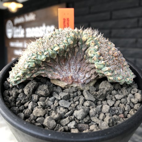 strombocactus菊水 | STORES