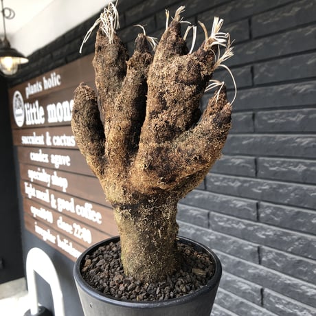 xerophyta  trichophylla《S size》※現地球発根後店主国内管理2年株※驚愕強靭株※枝振り良くweight低く堪らなくかわいい小振りサイズ※mad black pot植え