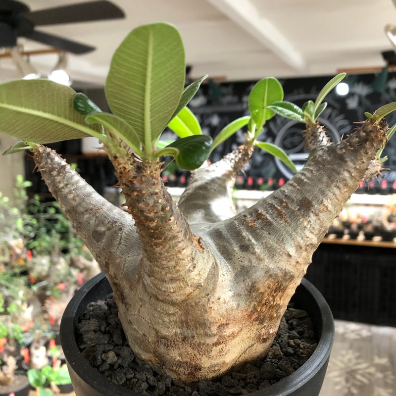 pachypodium enigmaticum《L size》※現地球株発根済※ワイルドな極太