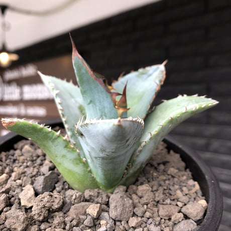 agave titanota blue《小さめM size》選抜株※現地球株発根済※今季の成長が楽しみな纏まり締まりも良き一株‼︎※mad black pot植え