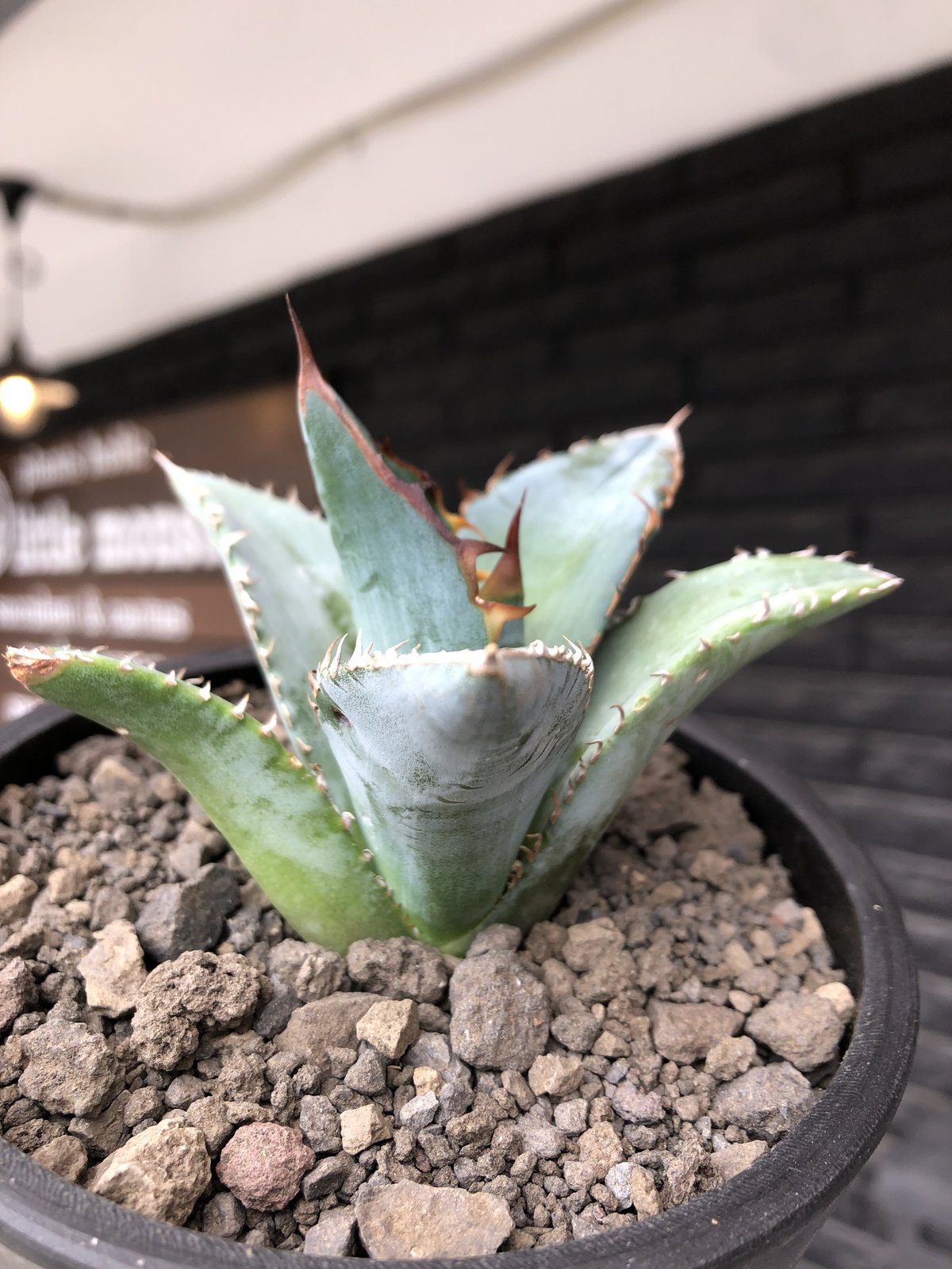 美株】アガベチタノタ ノーネーム メキシコ現地球 発根済 ボール