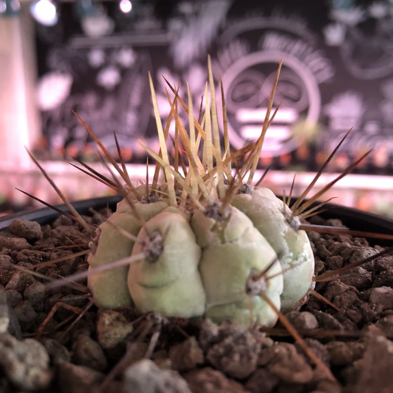 コピアポア黒王丸 Copiapoa cinerea 長刺タイプ