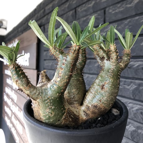 pachypodium gracilius 《L size》希少‼︎green肌 &ぼってり3-he'd株※現地球発根後店主国内管理4年株※weight低く両A面株※black bowl pot植え