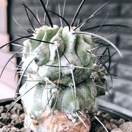 copiapoa cinerea ver.dealbata《M size》※現地球発根後店主国内管理7年株※上質黒士冠‼︎長い黒棘に現地球株が故のwild肌質が堪らない※mad black pot植え