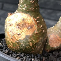 pachypodium gracilius《M size》希少‼︎極green肌&球体双頭株※現地球株発根済※ビンテージ感強き格好良さと可愛らしさの両面を持つ一株※black bowl pot植え