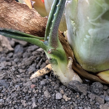 agave montana《大きめM size》※子株有り選抜株※現地球発根後店主国内管理3年株※纏まり締まり良きワイルド感満載で男前な出立ちが堪らない‼︎※mad black bowl pot植え