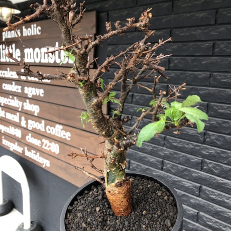 commiphora  eminii《L size》※現地球発根後店主国内管理3年株※渋く大変wildな棘&枝振りが堪らない良樹形な佇まい‼︎※mad black bowl pot植え