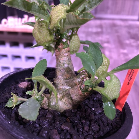 dorstenia   lavrani《M size》希少‼︎ 五本の良き枝振りbalance株 ※mad  black  pot植え
