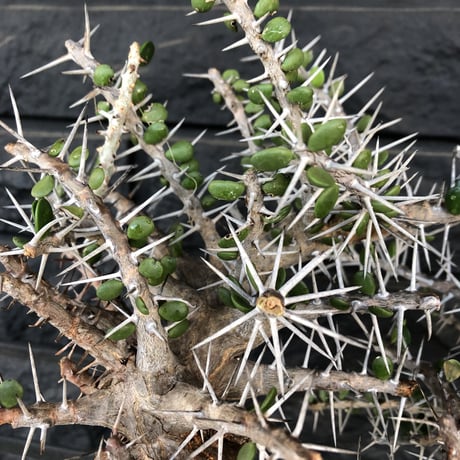 alluaudia    comosa《L size》驚愕極太コモサ  希少株‼︎  ※店主管理国内3年株‼︎