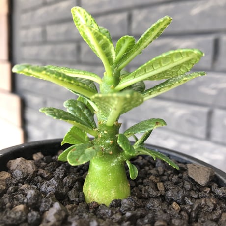 希少‼︎ dorstenia gigas《S size》littmon  seed🌱（実生株）※大変枝振り含め将来へ高期待できる激選抜株‼︎ ※mad black pot植え