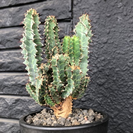 euphorbia  tortirama《L size》※極上株‼︎極太多肉質葉をwildに捻りながら展開‼︎寒さにも強い強靭トルチラマ‼︎花付きも良く激オススメ株※mad black pot植え