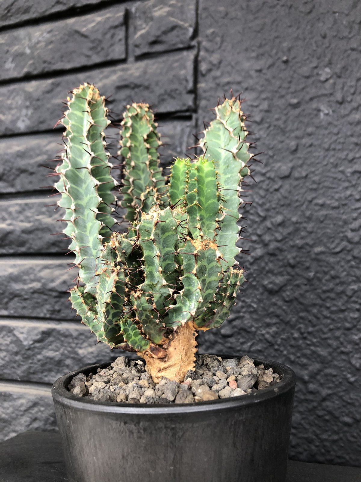 euphorbia tortirama《L size》※極上株‼︎極太多肉質葉をwildに捻 euphorbia tortirama《L size》※極上株‼︎極太多肉質葉をwildに捻