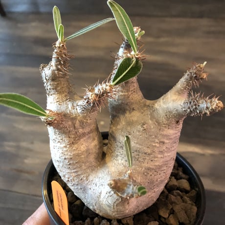 packypodium  roslatum var.cactipes《M  size》
