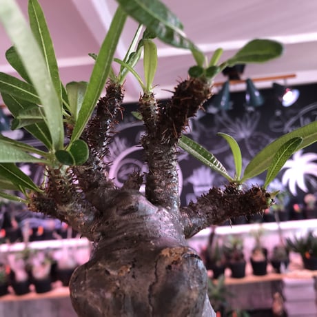 packypodium  gracilius《L size》※現地球発根済株※店主国内管理2年株※枝折れにより一頭枝ながら激しい小枝多数のぼってり選抜株※mad black pot植え