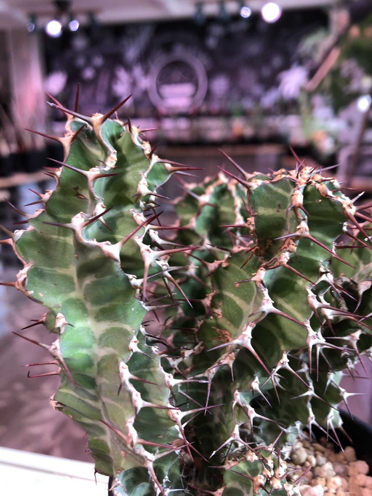 euphorbia tortirama《L size》※太い多肉質の葉を捻りながら延ばす