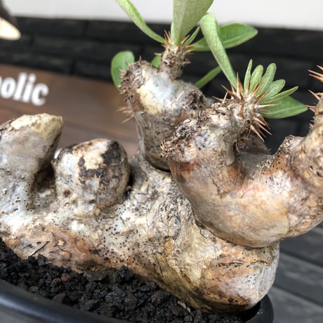 pachypodium brevicalyx《L size》※現地球発根後店主国内管理5年株※美術的interior性高きゴツゴツ肉々しい装いの低重心株※mad black pot植え