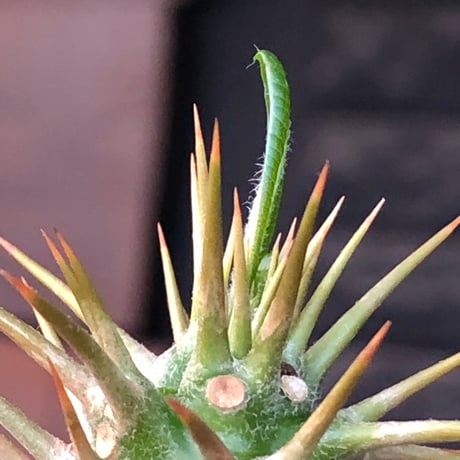 pachypodium  ambongense  littmon seed株《大きめS size》※希少高きアンボンゲンセ‼︎激オススメ株※black pot植え