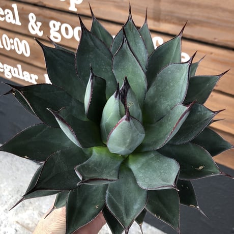 agave     blue ember