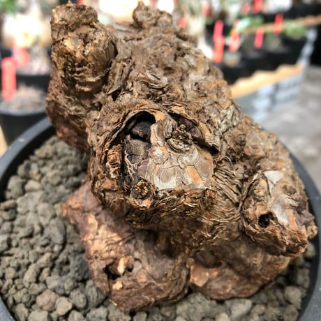 pelargonium  triste《XL size》※現地球株発根済※とびきり巨岩のトリステ‼︎更に丸みも強く伸びておらず良樹形な一株‼︎※black bowl pot植え