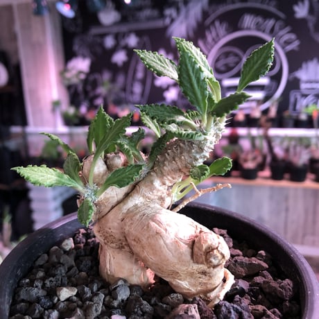 euphorbia tulearensis《 L L size》※驚愕‼︎最高峰のbig塊根を持つ希少性激高塊根ユーフォルビア‼︎全体balanceも良く激オススメ株※mad black pot植え