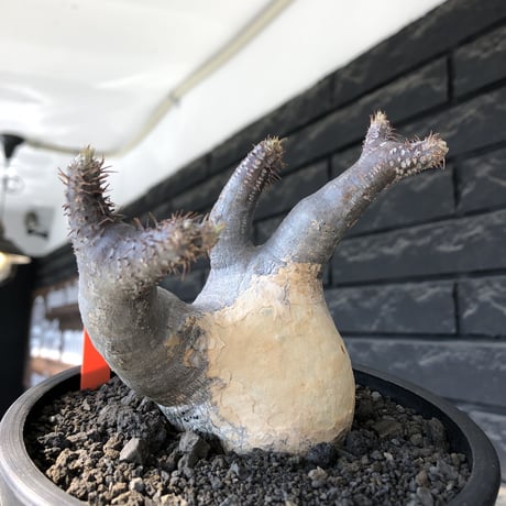 pachypodium gracilius《大きめM size》※現地球発根後店主国内管理4年株※絶妙な捻くれbalance&大きなポケットを持つトトロ樹形※mad black bowl pot植え