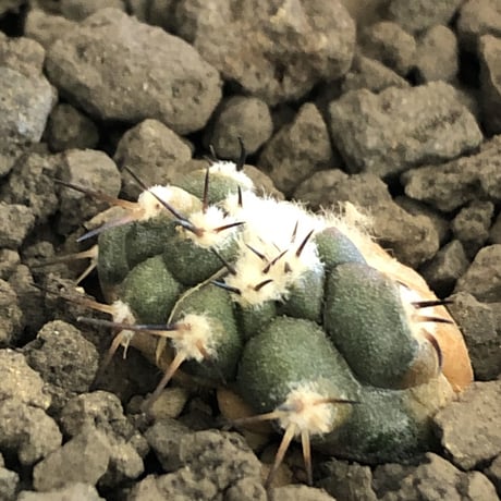 copiapoa   cinerea  黒王丸《S size》※現地球株カキ仔自根株※現地球のDNAを引き継いだカキ仔株‼︎※mad black pot植え