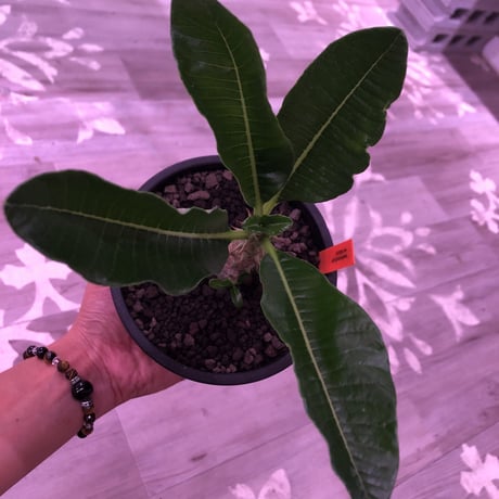 packypodium  windsorii《S size》現地実生２年株  発根済み株