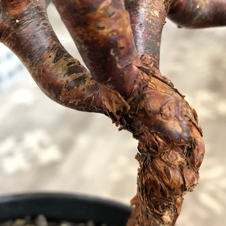 pelargonium  mirabile《M size》※現地球株発根済※コンパクトに纏まった枝振り良き幹上がり仕立ての人気者‼︎※black pot植え
