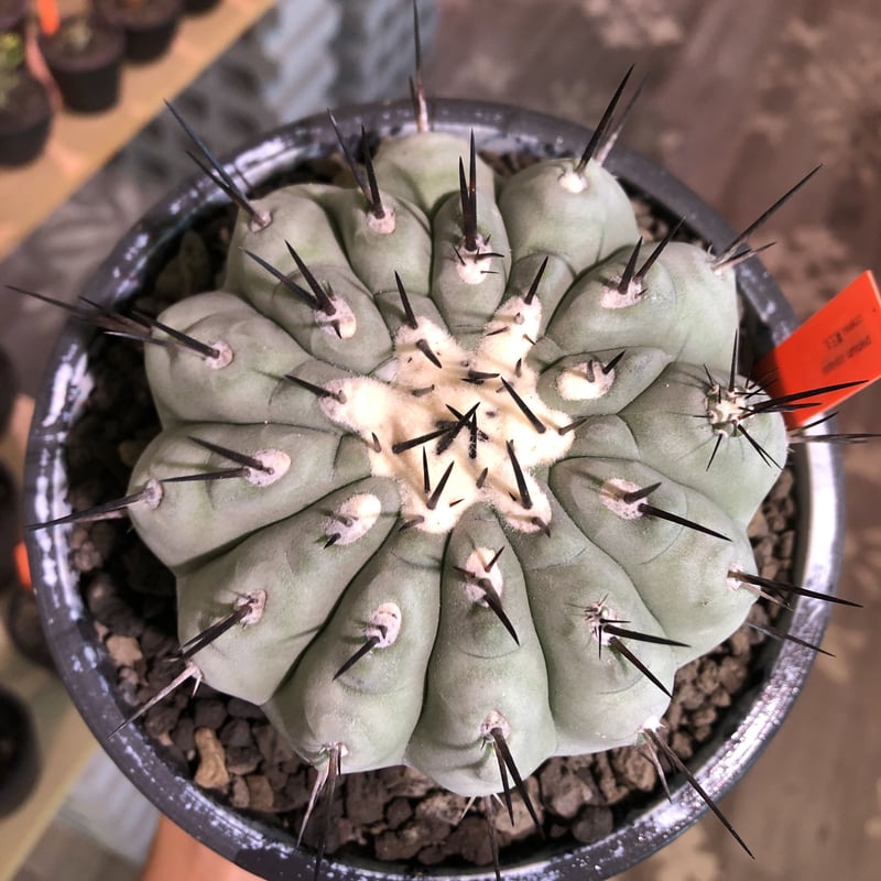 copiapoa cinerea 黒王丸《L size》激希少‼︎※現地球発根済株 copiapoa cinerea 黒王丸《L size》激希少‼︎※現地球発根済株