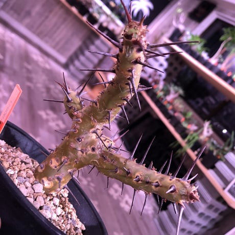 sarcocaulon   crassicaule《S  size》 ※冬型caudex‼︎  人気な冬型種！オススメ株
