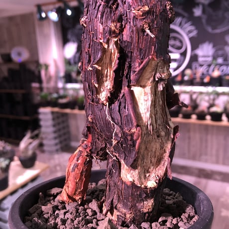 mestoklema   tuberosum《L  size》※冬季も成長開花する潅木‼︎肌質、表皮、color出で立ちヤバい一株‼︎※mad black pot植え