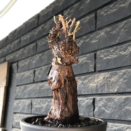 mestoklema tuberosum《 M size》※現地球発根後店主国内管理4年株※大きくエグれた味深き勲章傷跡を持つ生命力感じる一株の上、冬季も動く希少灌木※mad black pot植え